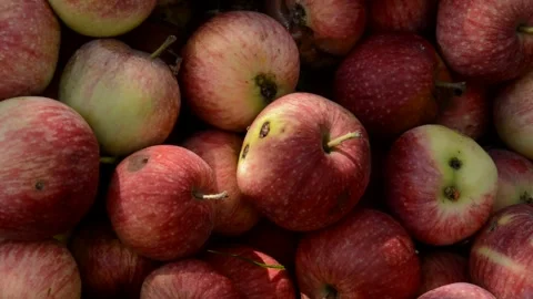 Red-striped apples Stock Footage 328641193