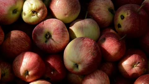 Red-striped apples Stock Footage 328641202