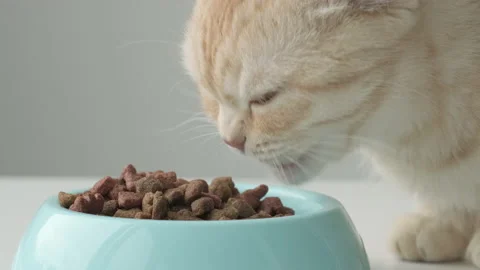 Red striped British Scottish fold cat eats dry food from blue bowl close up Stock Footage 221378658
