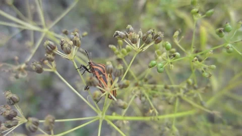 Red Striped bug insect on a dill plant sucks the juices from the stems close-up Stock Footage 238685008