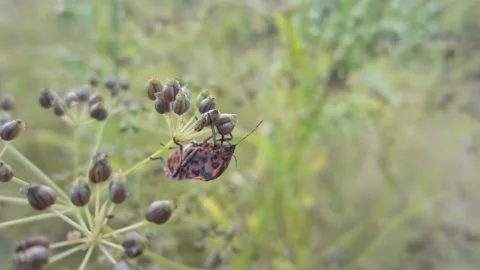 Red Striped bug insect on a dill plant sucks the juices from the stems close-up Stock Footage 238685050