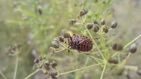 Red Striped bug insect on a dill plant sucks the juices from the stems close-up Stock Footage 238685113