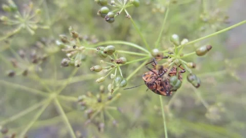 Red Striped bug insect on a dill plant sucks the juices from the stems close-up Stock Footage 238685184