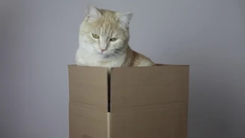 A red striped cat in a box Stock Footage 82976225