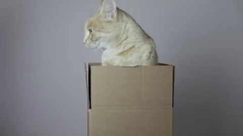 A red striped cat in a box Stock Footage 82976226