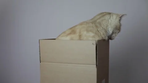 A red striped cat in a box Stock Footage 82976289