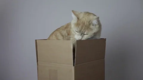 A red striped cat in a box Stock Footage 82976503