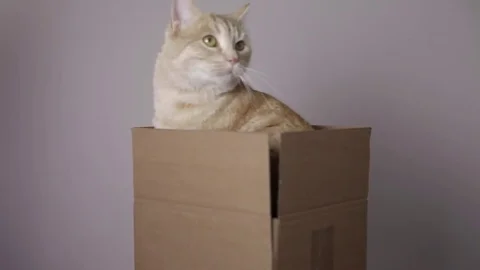 A red striped cat in a box Stock Footage 82976507