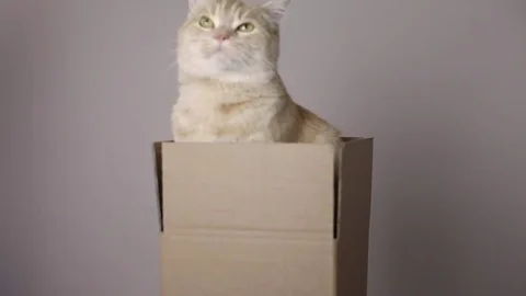 A red striped cat in a box Stock Footage 82976553