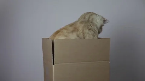 A red striped cat in a box Stock Footage 82976688