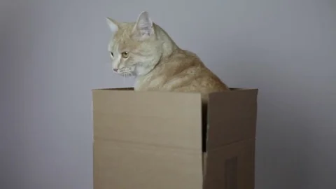 A red striped cat in a box Stock Footage 82976694