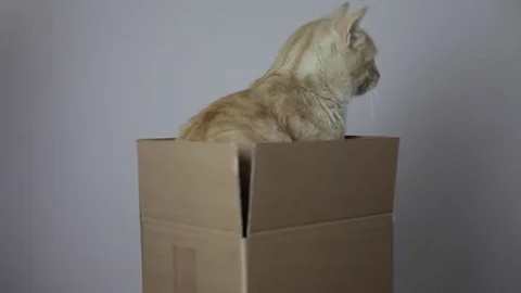 A red striped cat in a box Stock Footage 82976775