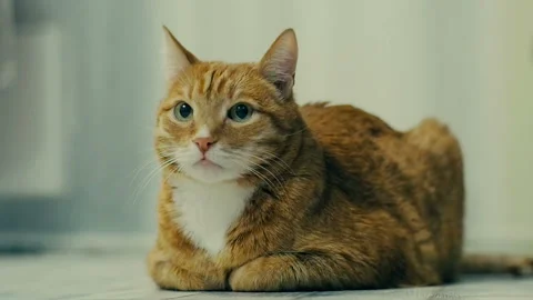 Red striped cat lying on the floor. Stock Footage 101102584