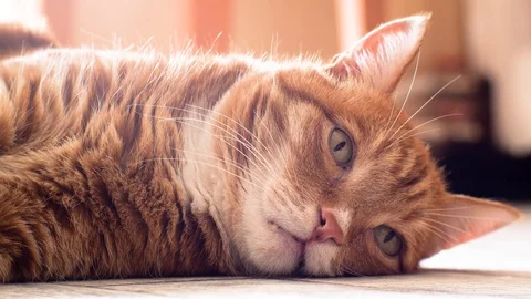 Red striped cat lying on the floor. Stock Footage 113536687