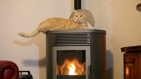 A red striped cat over a stove. Stock Footage 84698181