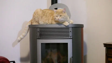 A red striped cat over a stove. Stock Footage 84699400