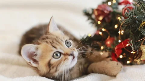 Red striped kitten Stock Footage 157885477