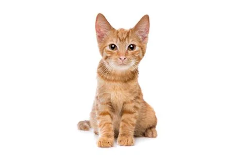 Red striped kitten Stock Photos