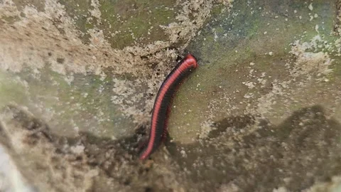 Red Striped Millipede Moving Across Rough Surface. Stock Footage 327082915