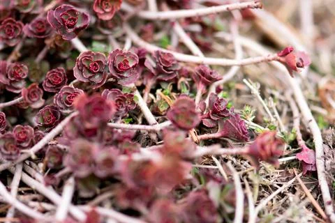 Red Succulents Stock Photos
