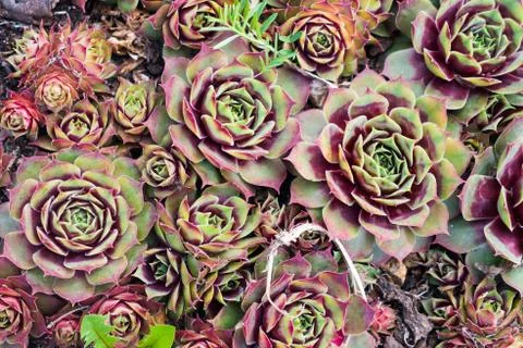 Red succulents texture. Background with red plants. Stock Photos