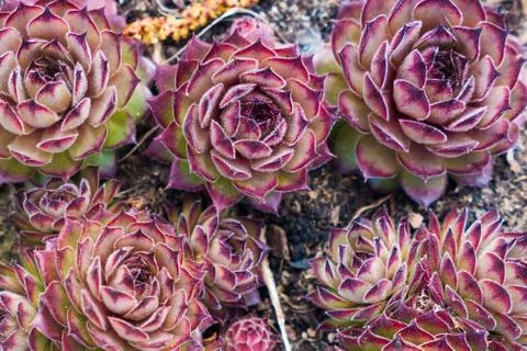 Red succulents texture. Background with red plants. Stock Photos