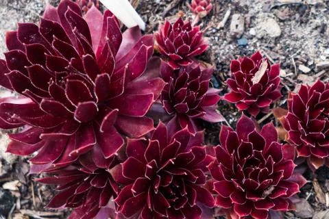 Red succulents texture. Background with red plants. Stock Photos