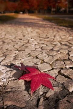 A red sugar maple autumn leaf on uneven stone pavement Foto stock