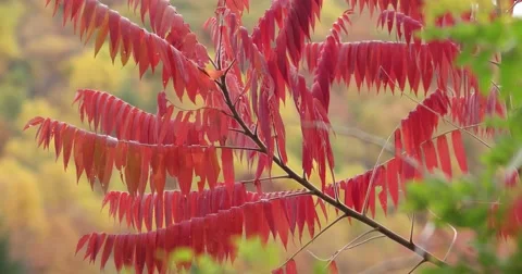 Red Sumac Tree in Autumn, static shot 库存影片 66910431