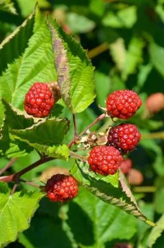 Red summer berries Stock Photos