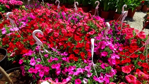 Red summer flowers Vídeo Stock 142750629