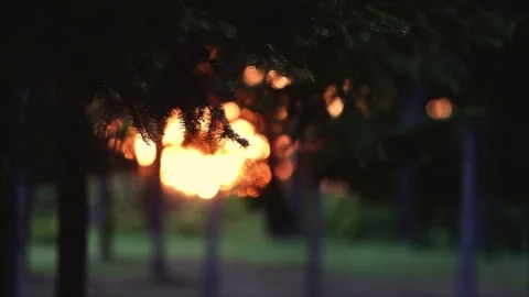 The red sun and beautiful sunset scenery visible through the fir forest Stock Footage 336490814