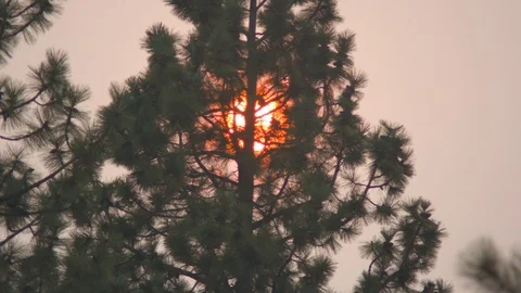 Red Sun and Evergreens Stock Footage 90189977
