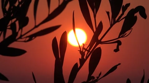 Red Sun and Olive Tree Stock Footage 159298064
