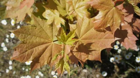 Red Sun with Cloud Stock Photos