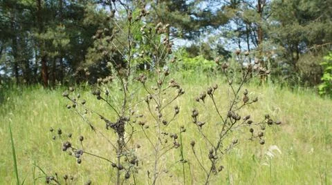 Red Sun with Cloud Stock Photos