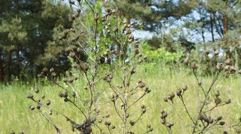 Red Sun with Cloud Stock Photos
