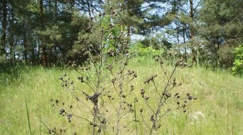 Red Sun with Cloud Stock Photos