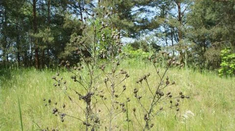 Red Sun with Cloud Fotos de archivo