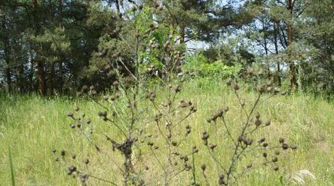 Red Sun with Cloud Stock Photos