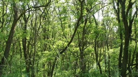 Red Sun with Cloud Fotos de archivo