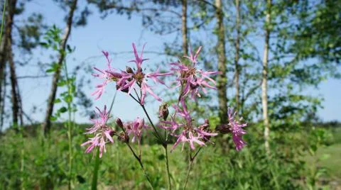 Red Sun with Cloud Stock-Fotos