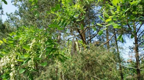 Red Sun with Cloud Fotos de archivo