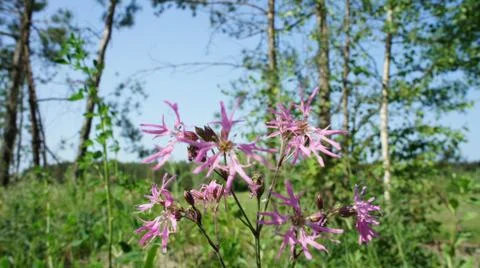 Red Sun with Cloud Fotos de archivo