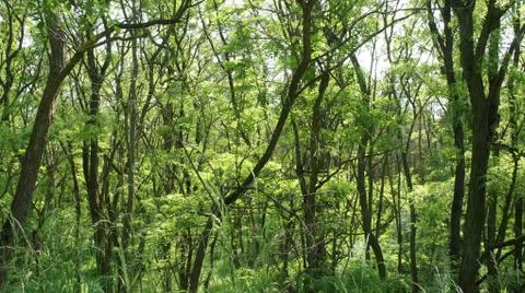 Red Sun with Cloud Stock Photos