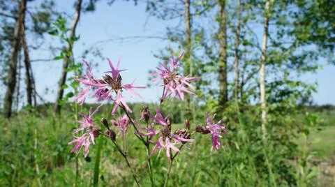 Red Sun with Cloud Stock Photos