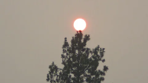 Red Sun Over an Evergreen Stock Footage 90189623
