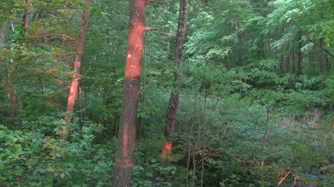 Red, sun, rays, forest, green, lush, summer, lake, reflection Video stock 169605527