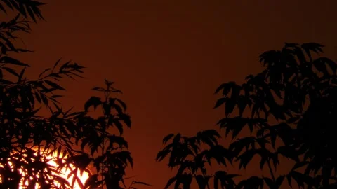 Red sun rises during dawn among silhouettes of branches with leaves close-up Stock Footage 308954762