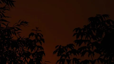 Red sun rises during dawn among silhouettes of branches with leaves close-up Stock Footage 310000123